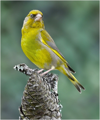 Green Finch